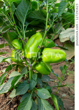 Bell pepper fruits grow on bushes in the garden Bell pepper fruits grow on bushes in the garden 127291623