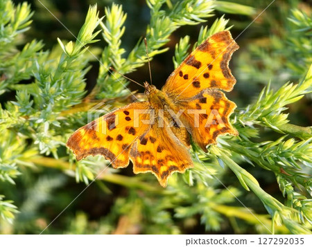 Natural closeup on colorful Orange Comma butterfly, Polygonia c-album with spread wings Natural closeup on colorful Orange Comma butterfly, Polygonia c-album with spread wings 127292035