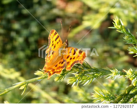 Shaggy butterfly Polygonia c-album on a juniper branch Shaggy butterfly Polygonia c-album on a juniper branch 127292037