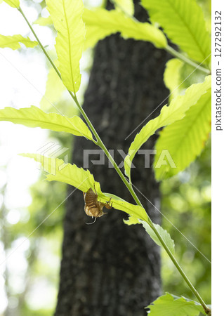 Cicada shell 127292132