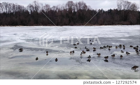 Large group of wild ducks swim in the icy water in a hole in a frozen river. Grey winter landscape. Family of ducks swim in the cold winter weather in search of food. ducks in winter 127292574