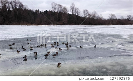 Large group of wild ducks swim in the icy water in a hole in a frozen river. Grey winter landscape. Family of ducks swim in the cold winter weather in search of food. ducks in winter 127292576