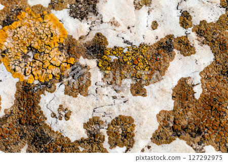 Lichen texture on a stone wall 127292975
