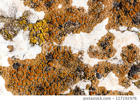 Lichen texture on a stone wall 127292976