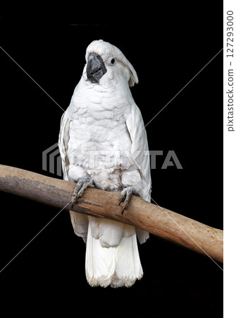 White parrot over black background 127293000