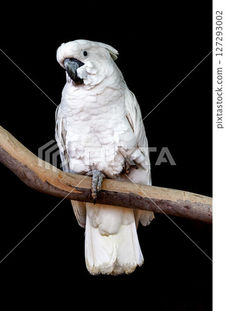 White parrot over black background 127293002