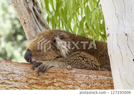 Coala sleeping on a branch Coala sleeping on a branch 127293006