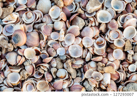 Top view of seashell texture background Top view of seashell texture background 127293007
