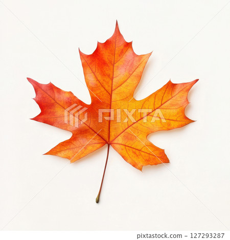 Bright autumn leaves isolated on white background with vibrant orange, yellow, and red tones, high-resolution natural foliage for seasonal design and creative compositions 127293287