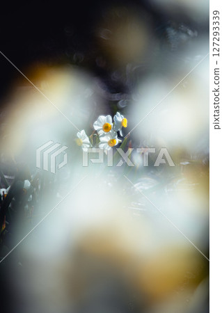 水仙花和模糊的前景 127293339