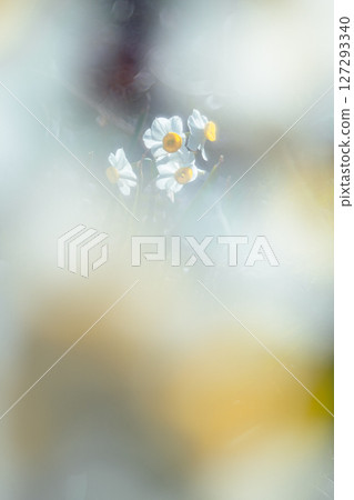 水仙花和模糊的前景 水仙花和模糊的前景 127293340