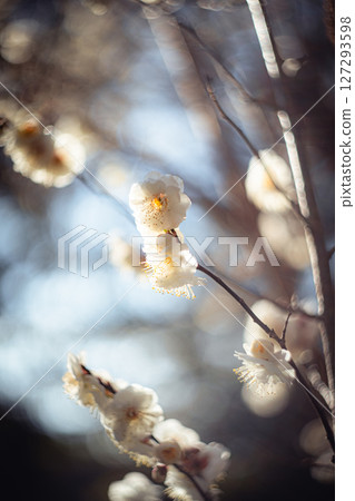 逆光下閃耀的白梅花 127293598