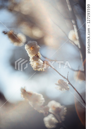 逆光下閃耀的白梅花 逆光下閃耀的白梅花 127293599