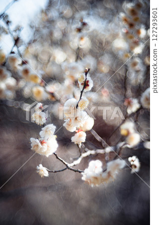 逆光下閃耀的白梅花 127293601