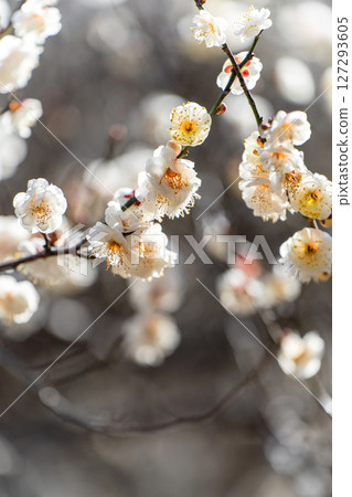 White plum blossoms shining in the backlight White plum blossoms shining in the backlight 127293605