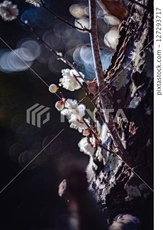 Branches and white plum blossoms 127293717