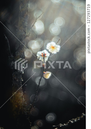 樹枝和白梅花 127293719