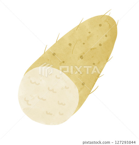 Cross section of yam watercolor hand-drawn illustration 127293844