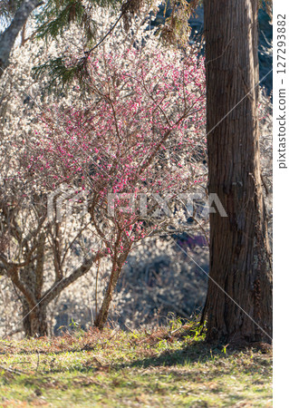 阿塔瑪代貝丘梅林的梅子 127293882