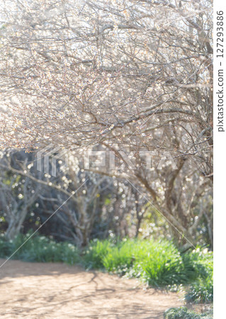 阿塔瑪代貝丘梅林的梅子 127293886