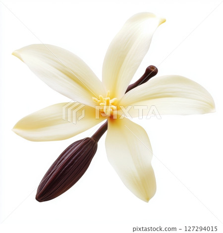Realistic vanilla flower isolated on white, perfect for food, fragrance, and natural product designs. Realistic vanilla flower isolated on white, perfect for food, fragrance, and natural product designs. 127294015