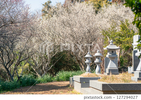 Plums at Atamadai Shell Mound Plum Grove Plums at Atamadai Shell Mound Plum Grove 127294027