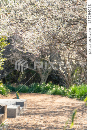 Plums at Atamadai Shell Mound Plum Grove 127294028