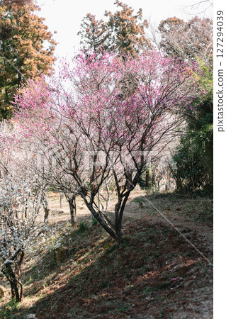 阿塔瑪代貝丘梅林的梅子 阿塔瑪代貝丘梅林的梅子 127294039