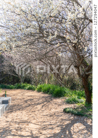 Plums at Atamadai Shell Mound Plum Grove Plums at Atamadai Shell Mound Plum Grove 127294047