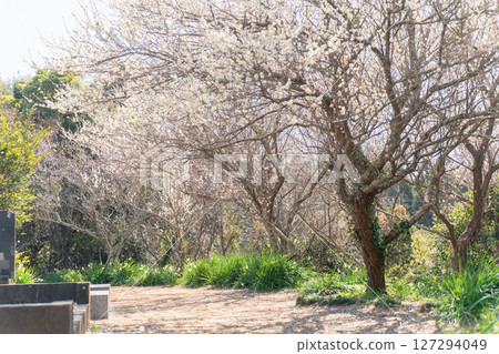 阿塔瑪代貝丘梅林的梅子 127294049