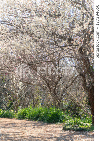 阿塔瑪代貝丘梅林的梅子 阿塔瑪代貝丘梅林的梅子 127294050