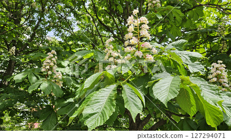 Branches of spring flowering Chestnut with white flowers Branches of spring flowering Chestnut with white flowers 127294071