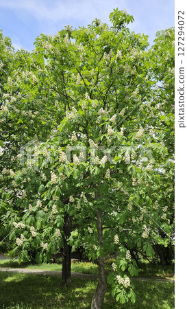 Spring flowering Chestnut trees on blue sky background 127294072