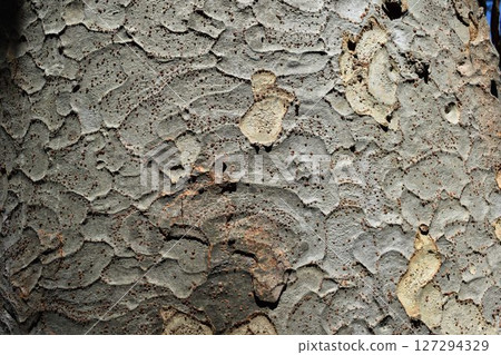 Zelkova skin Zelkova skin 127294329
