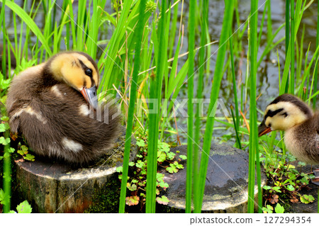 A mother and her ducklings in the pond of Mizumoto Park where irises are blooming 127294354