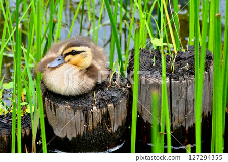 A mother and her ducklings in the pond of Mizumoto Park where irises are blooming 127294355
