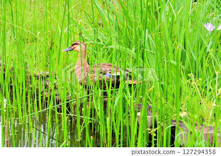 水元公園的池塘里,鳶尾花盛開,鴨媽媽和鴨寶寶們 水元公園的池塘里,鳶尾花盛開,鴨媽媽和鴨寶寶們 127294358