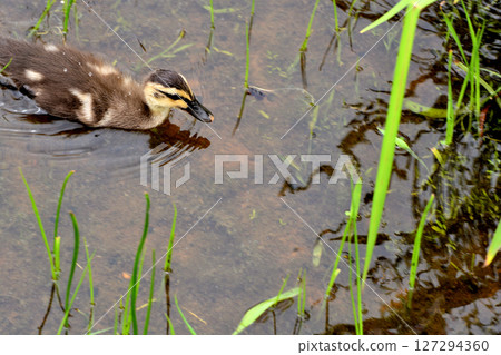 水元公園的池塘里，鳶尾花盛開，鴨媽媽和鴨寶寶們 127294360
