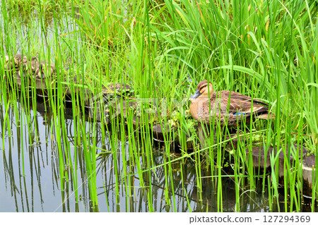 水元公園的池塘里,鳶尾花盛開,鴨媽媽和鴨寶寶們 水元公園的池塘里,鳶尾花盛開,鴨媽媽和鴨寶寶們 127294369