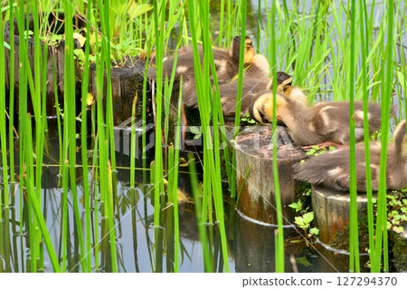 水元公園的池塘里，鳶尾花盛開，鴨媽媽和鴨寶寶們 127294370