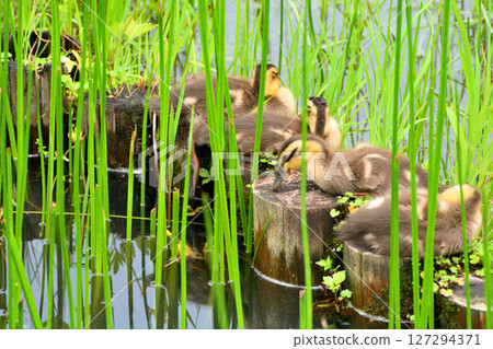 A mother and her ducklings in the pond of Mizumoto Park where irises are blooming A mother and her ducklings in the pond of Mizumoto Park where irises are blooming 127294371