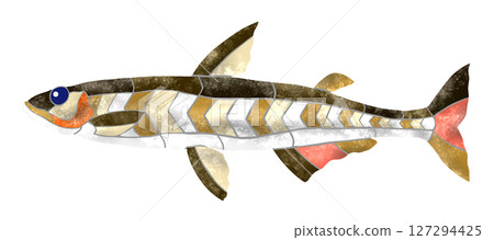 A lovely stamp-style cut-out illustration of the freshwater fish smelt 127294425