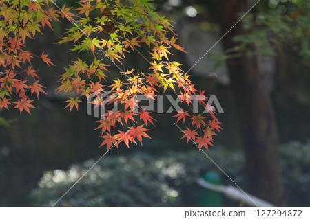 Autumn leaves in Mihara City's three scenic spots 127294872