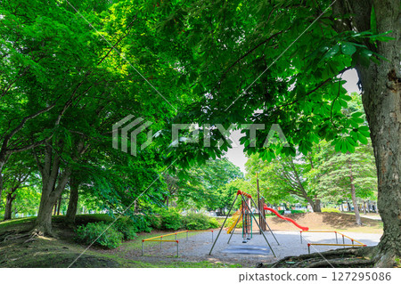 Park forest Park forest 127295086