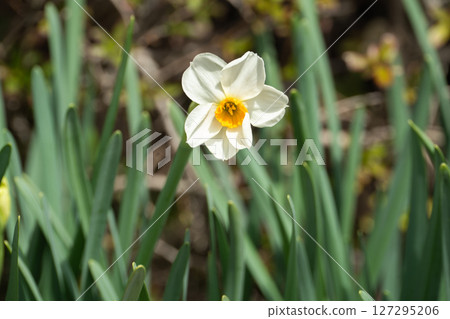 Spring daffodils with yellow accents 127295206