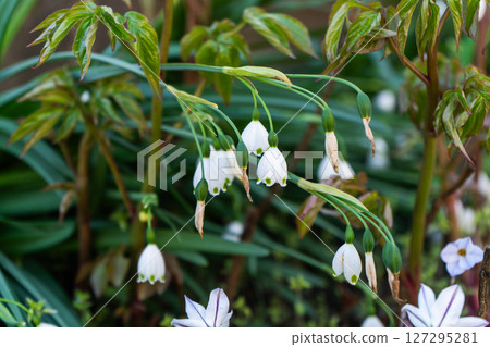 Spring dainty snowflake flowers 127295281