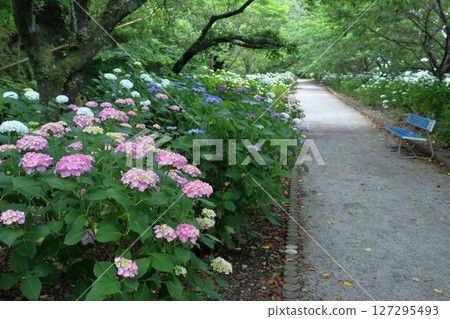 漫步繡球花大道（高知縣江南市） 127295493