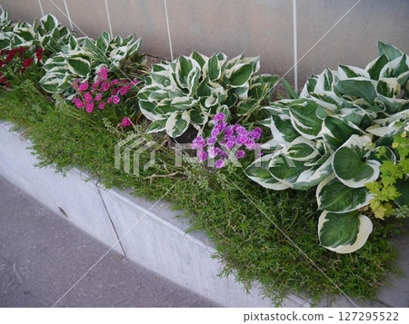 A flower bed with a combination of hostas and flowers 127295522