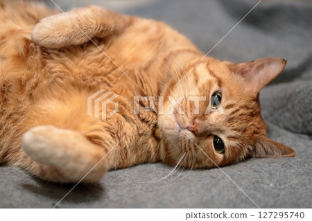 Brown cat Brown cat 127295740