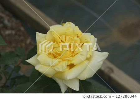 rose	 127296344
